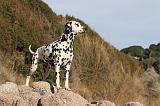 DALMATIEN 165